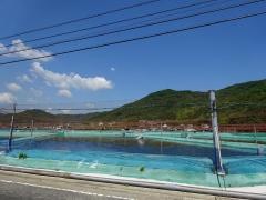 岡山桃太郎鯉
