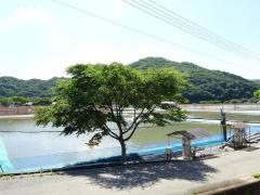 岡山桃太郎鯉