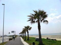 海辺のプロムナード