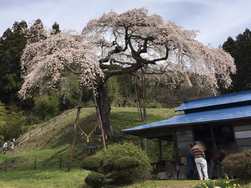 外大野のしだれ桜