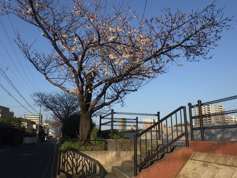 白川緑道