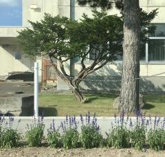 西中小学校