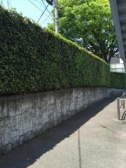 桃山街園