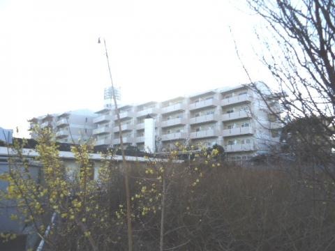 ミレニアムマッシーランド