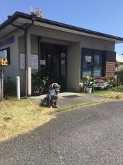 あらい犬猫病院