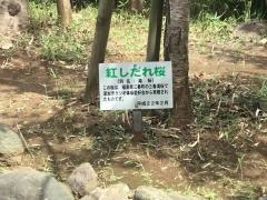 川柳文化センター
