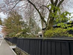 角館の桜祭り