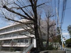 桜野小学校