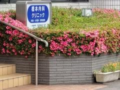 橋本内科クリニック