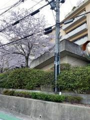 木の葉の里