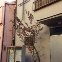 曳舟教会