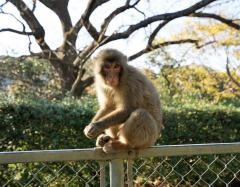 高宕山自然動物園