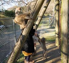 高宕山自然動物園