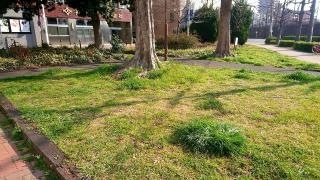 波寄街園