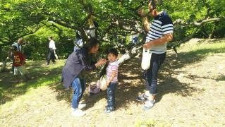国民宿舎小豆島すもも園