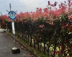 「大坪町」バス停留所