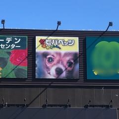 ワンニャンハウス　ビバペッツ春日部店