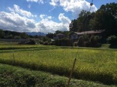 田端園