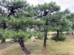 洋々閣