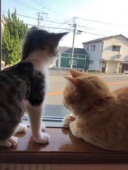 カフェニャンコプラス