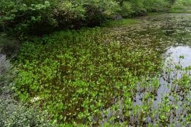 下ノ小池