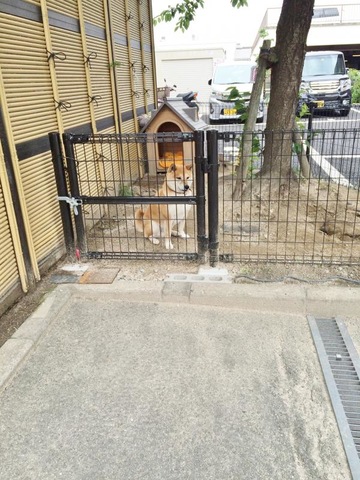 さくらの樹