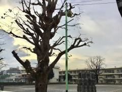 淵野辺小学校