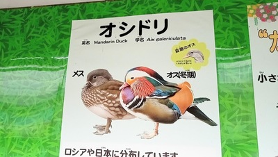 旅探 たびたん 掛川花鳥園
