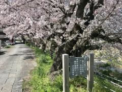 芹川堤