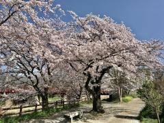 芹川堤