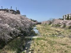 芹川堤