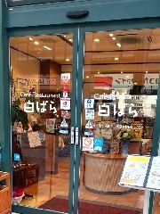 白バラ