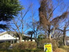 太宰府小学校