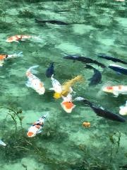 モネの池