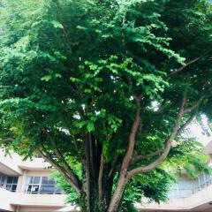 長嶺小学校