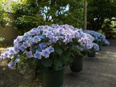 筥崎宮神苑花庭園