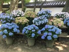 筥崎宮神苑花庭園