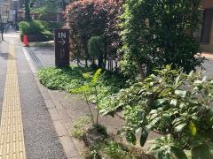 新橋さくらの園