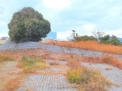 林田与北緑地