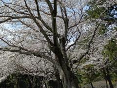 別府公園