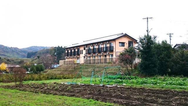 野の花 雰囲気