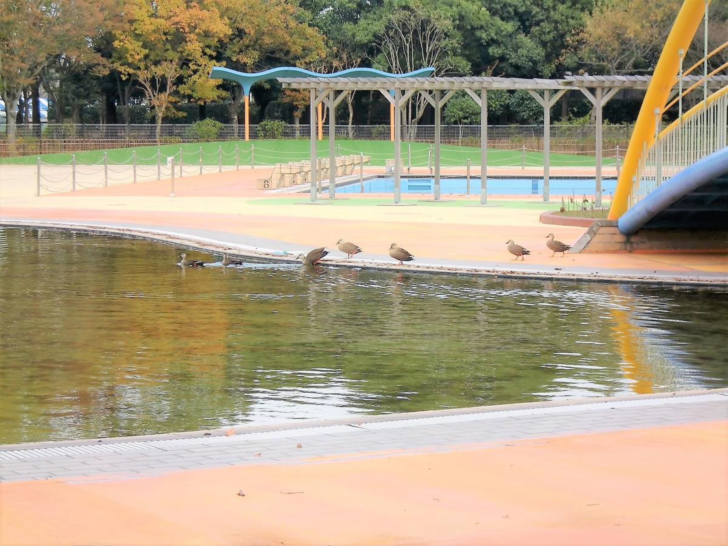 八坂 公園 プール