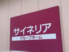 サイネリア