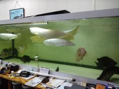 ＡｑｕａＶｅｎｕｓ