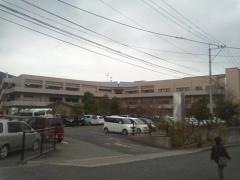 サクラ