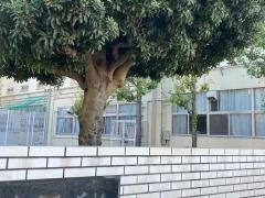 吉原小学校