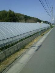 中村いちご園