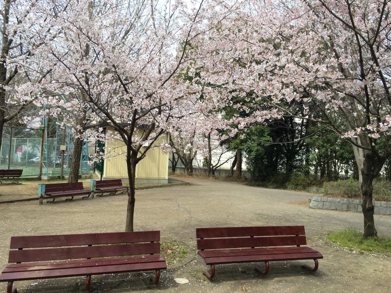 ベンチと桜。