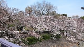 山崎川四季の道