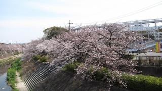 山崎川四季の道